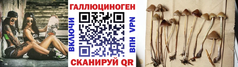 shop Telegram  Торжок  Псилоцибиновые грибы мицелий  наркотики  omg рабочий сайт 