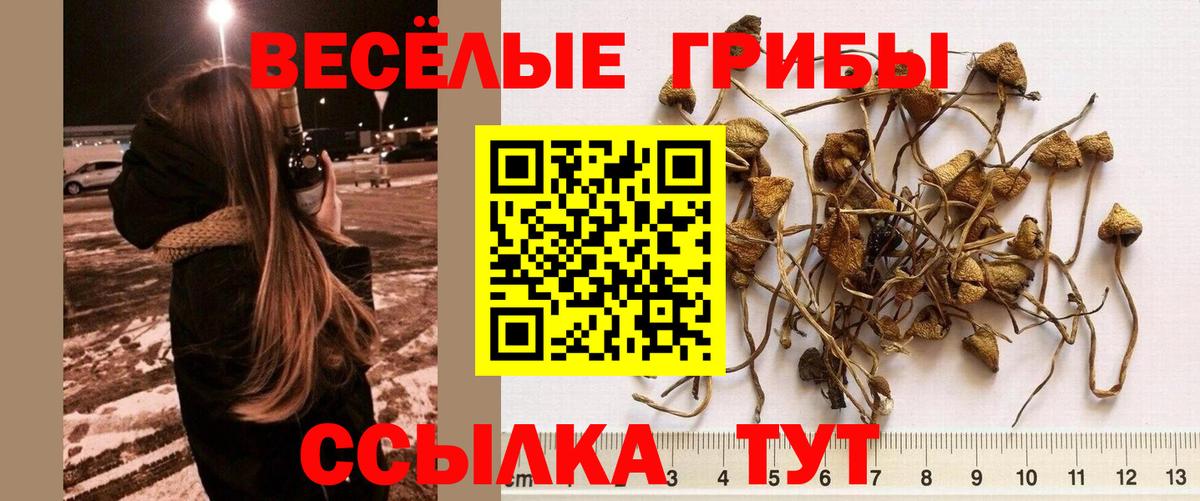Галлюциногенные грибы прущие грибы Торжок